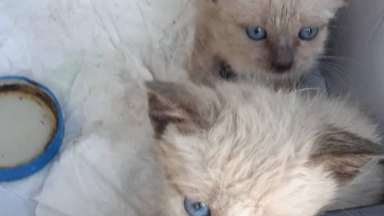 Rimini. Gattini abbandonati in un sacchetto sotto il sole salvati da due ragazzine di 12 anni Rimini. Gattini abbandonati in un sacchetto sotto il sole salvati da due ragazzine di 12 anni