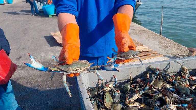 Marina di Ravenna, il granchio blu diventa farina per mangimi Marina di Ravenna, il granchio blu diventa farina per mangimi