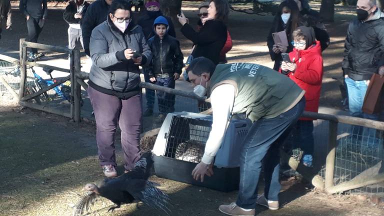 Faenza, liberati nuovi animali al parco Bucci Faenza, liberati nuovi animali al parco Bucci