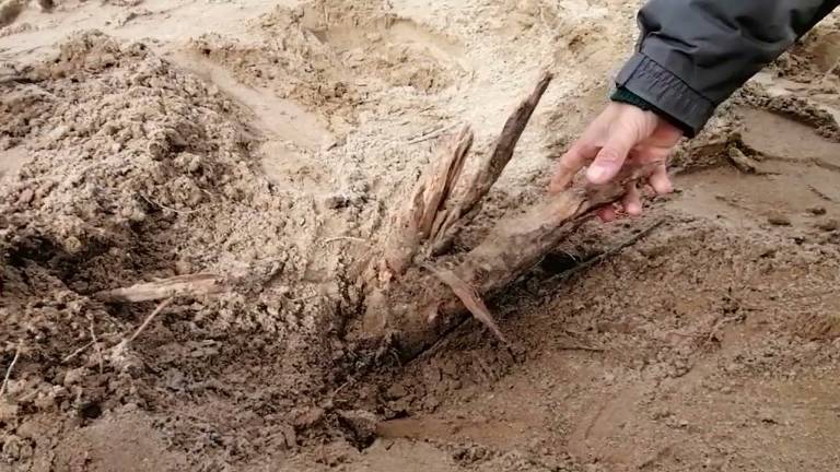 Ravenna, Jova Beach Party e le tamerici abbattute. Italia Nostra: Bugie con le radici corte VIDEO Ravenna, Jova Beach Party e le tamerici abbattute. Italia Nostra: Bugie con le radici corte VIDEO