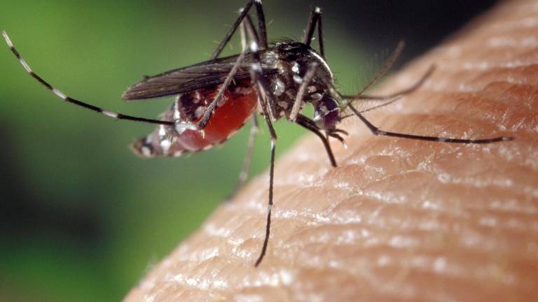 Imola, due casi di infezione da virus West Nile: ricoverati un uomo e una donna Imola, due casi di infezione da virus West Nile: ricoverati un uomo e una donna