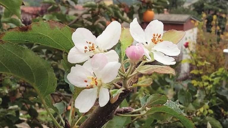 Caldo anomalo in Romagna. A Cesena meli in fiore Caldo anomalo in Romagna. A Cesena meli in fiore