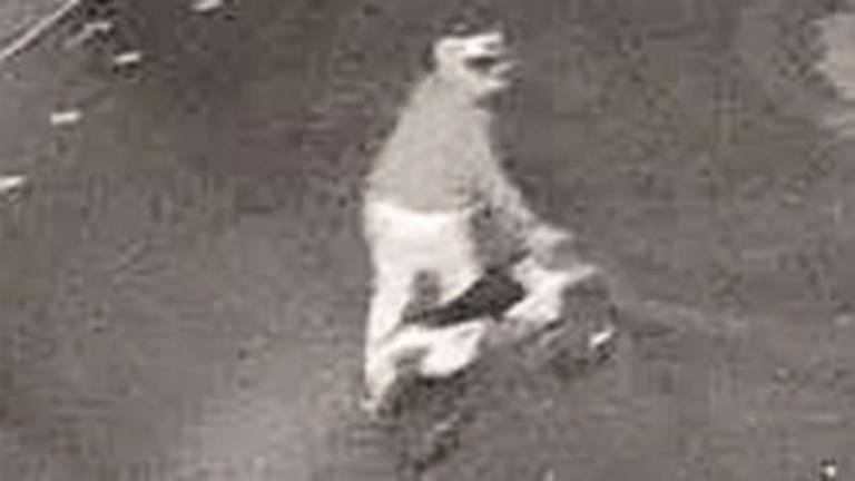 Furto al MotorPark di Cattolica, identificati gli autori. Altro colpo a Gabicce Furto al MotorPark di Cattolica, identificati gli autori. Altro colpo a Gabicce