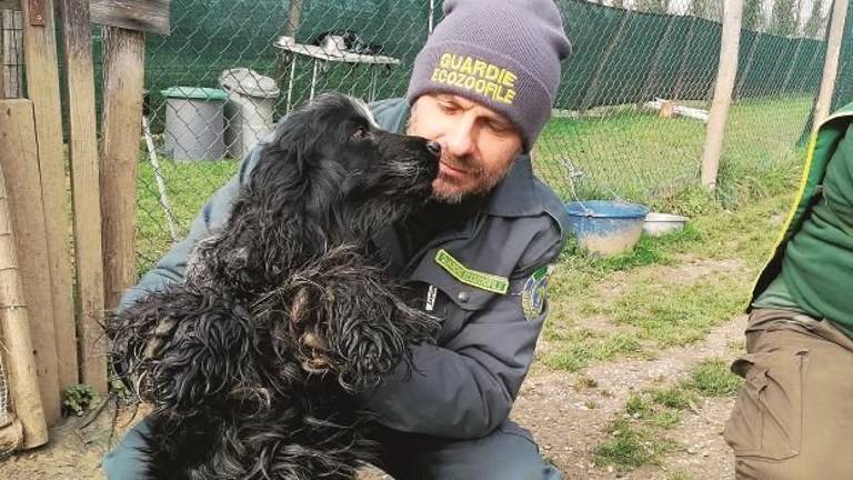 Blitz nell'allevamento lager, liberi 12 cani abbandonati tra urine e feci Blitz nell'allevamento lager, liberi 12 cani abbandonati tra urine e feci