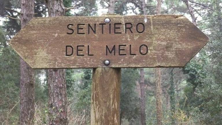 Pedalando nella pineta Pedalando nella pineta