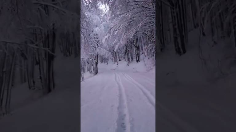 Campigna, ecco la neve: la migliore cura contro la siccità VIDEO Campigna, ecco la neve: la migliore cura contro la siccità VIDEO