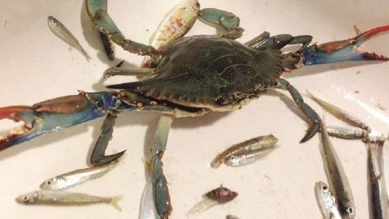 Cesenatico, un granchio “alieno” finisce dentro la rete del capanno da pesca Cesenatico, un granchio “alieno” finisce dentro la rete del capanno da pesca