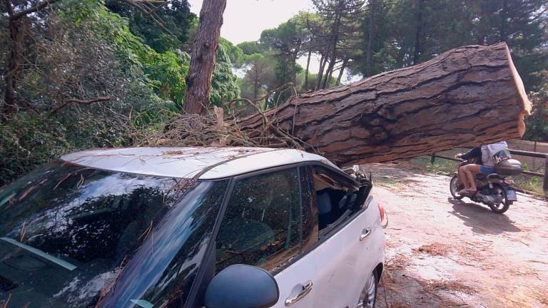 Milano Marittima, strage di alberi, divieto di accesso alle pinete ai parchi alberati VIDEOGALLERY Milano Marittima, strage di alberi, divieto di accesso alle pinete ai parchi alberati VIDEOGALLERY