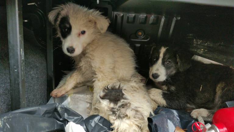Quattro cuccioli tra i rovi salvati a Casola Valsenio Quattro cuccioli tra i rovi salvati a Casola Valsenio