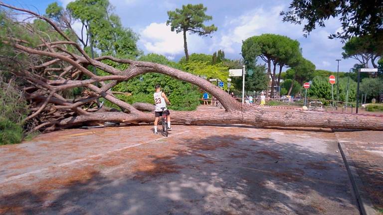 Milano Marittima, strage di alberi, divieto di accesso alle pinete ai parchi alberati VIDEOGALLERY Milano Marittima, strage di alberi, divieto di accesso alle pinete ai parchi alberati VIDEOGALLERY