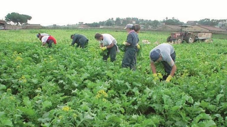 Ravenna, agricoltura: il 94% è a termine, extracomunitari solo 1 su 4 Ravenna, agricoltura: il 94% è a termine, extracomunitari solo 1 su 4