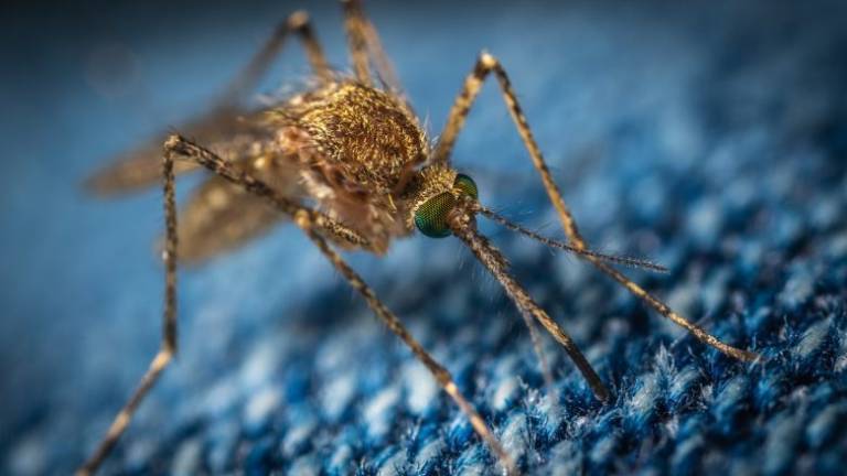 Caso di dengue a Forlì al ritorno dall'estero, partita la disinfestazione Caso di dengue a Forlì al ritorno dall'estero, partita la disinfestazione