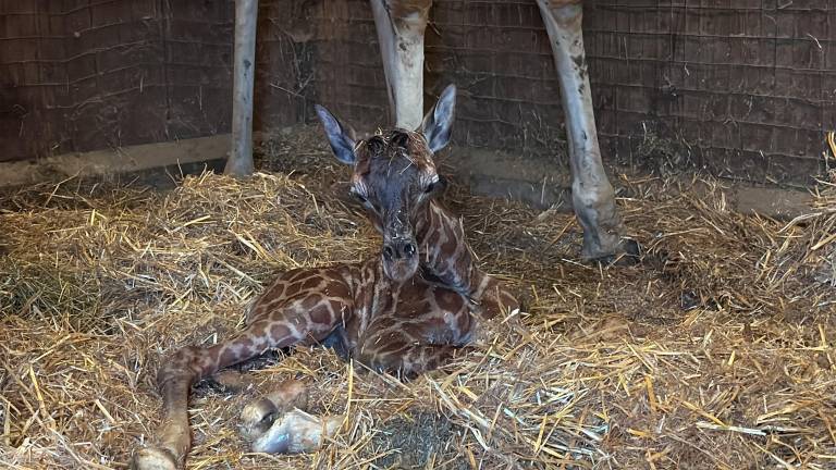 Il parto di mamma giraffa e la gioia per un nuovo cucciolo al Safari Ravenna VIDEO Il parto di mamma giraffa e la gioia per un nuovo cucciolo al Safari Ravenna VIDEO