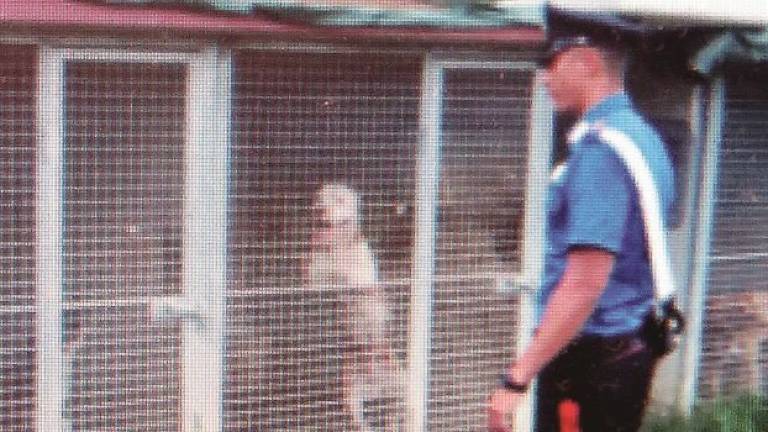 Pitbull sequestrati nel blitz a Covignano trasferiti al Canile Pitbull sequestrati nel blitz a Covignano trasferiti al Canile