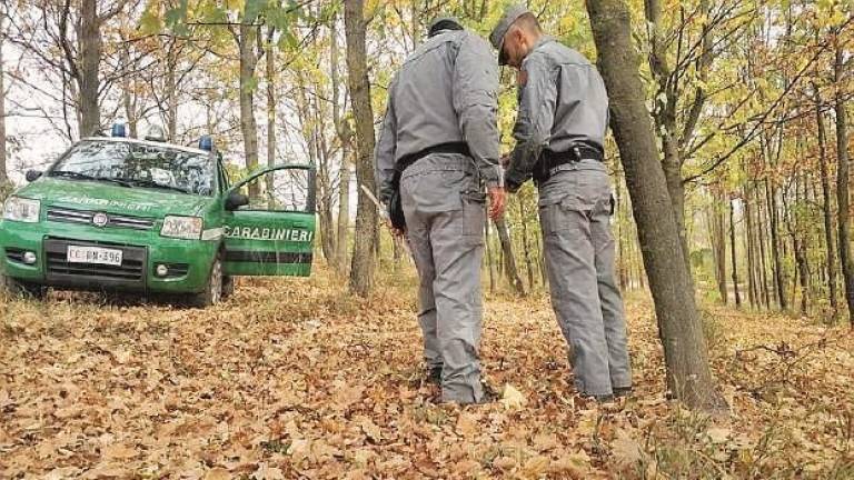 Tagliati 133 alberi nel bosco. Scattano denunce e multe Tagliati 133 alberi nel bosco. Scattano denunce e multe