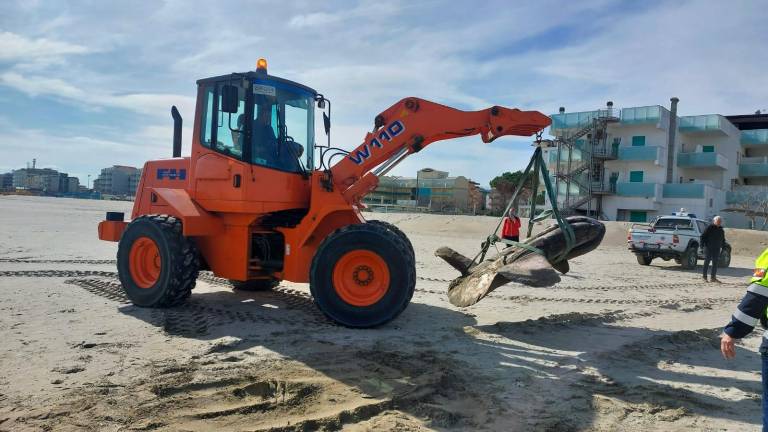 Cesenatico, rimossa la carcassa del pesce luna spiaggiato Cesenatico, rimossa la carcassa del pesce luna spiaggiato