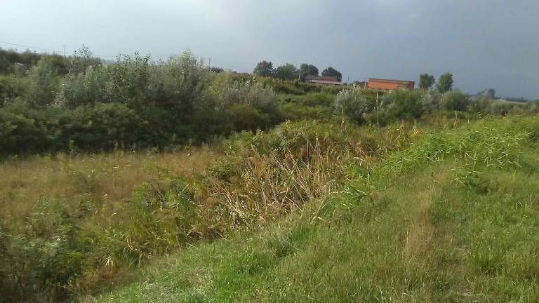 Imola. Vegetazione incolta, taglio obbligato entro il 30 giugno Imola. Vegetazione incolta, taglio obbligato entro il 30 giugno