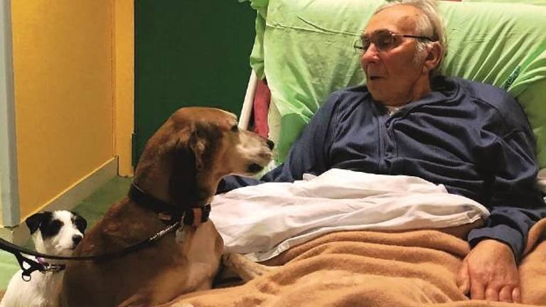 Imola, l'ultimo saluto ai cani in ospedale prima di morire. Il web si commuove Imola, l'ultimo saluto ai cani in ospedale prima di morire. Il web si commuove