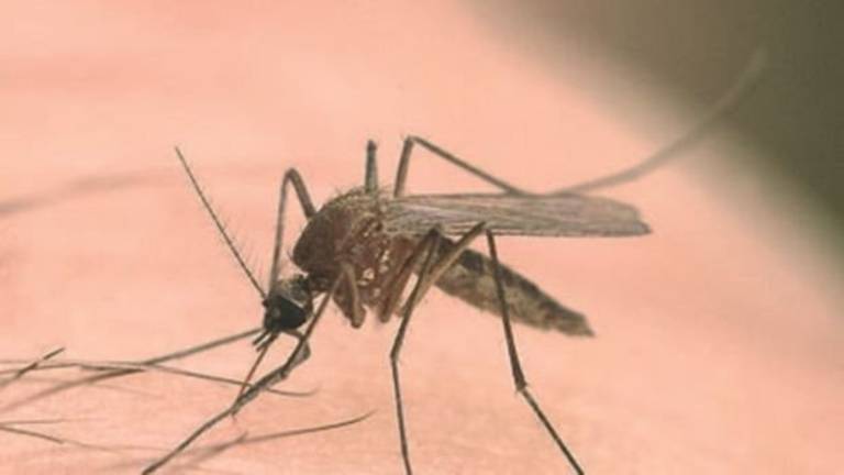 West Nile Virus, rafforzata la prevenzione West Nile Virus, rafforzata la prevenzione