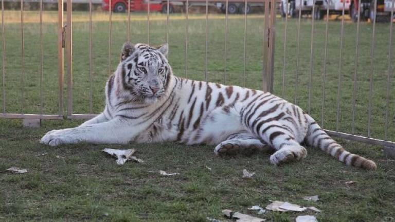 Circo: respinto il ricorso urgente presentato al Tar Circo: respinto il ricorso urgente presentato al Tar