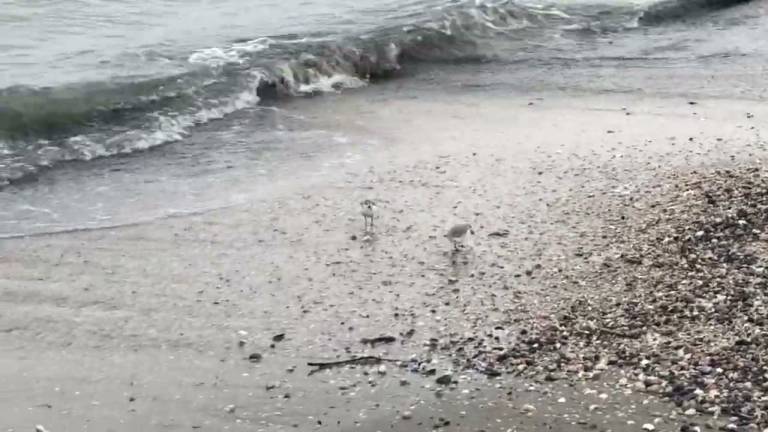Cervia, gabbiani e fratini si scaldano in spiaggia aspettando l'estate Cervia, gabbiani e fratini si scaldano in spiaggia aspettando l'estate