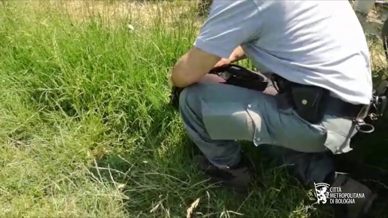 Salvato a Mordano cucciolo di volpe finito in una piscina abbandonata VIDEO Salvato a Mordano cucciolo di volpe finito in una piscina abbandonata VIDEO