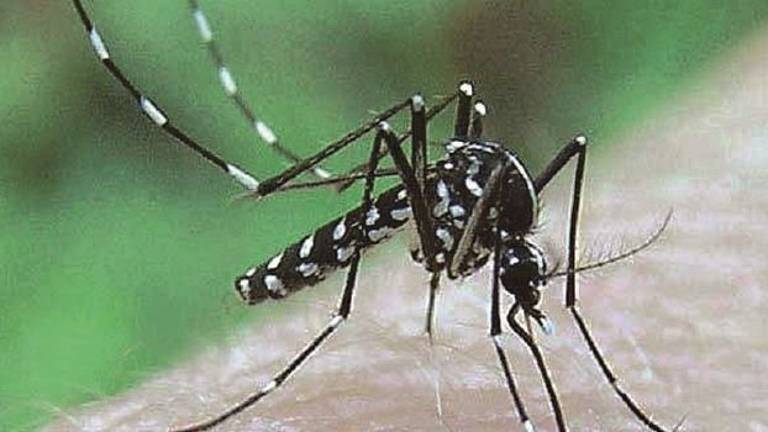 Contagio da West Nile Virus, tre casi: uomo in ospedale, due già dimessi Contagio da West Nile Virus, tre casi: uomo in ospedale, due già dimessi