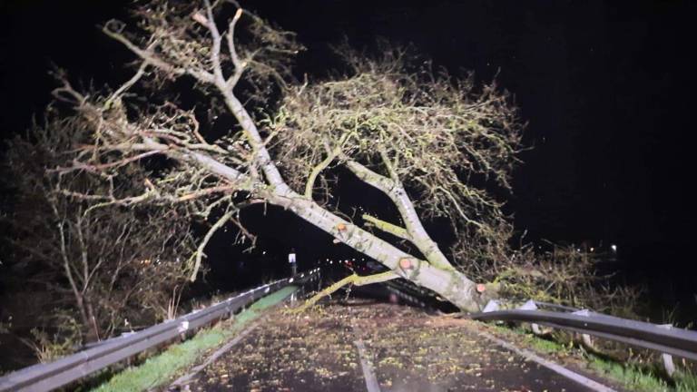 Lavezzola, cade un albero di 20 metri sulla Selice: intervengono i Vigili del Fuoco - Gallery Lavezzola, cade un albero di 20 metri sulla Selice: intervengono i Vigili del Fuoco - Gallery