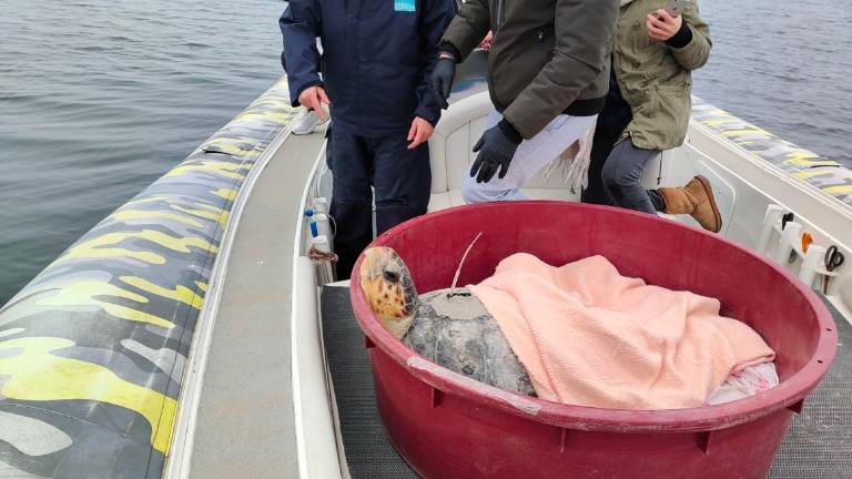 Due esemplari di Caretta caretta rimessi in libertà al largo di Rimini Due esemplari di Caretta caretta rimessi in libertà al largo di Rimini