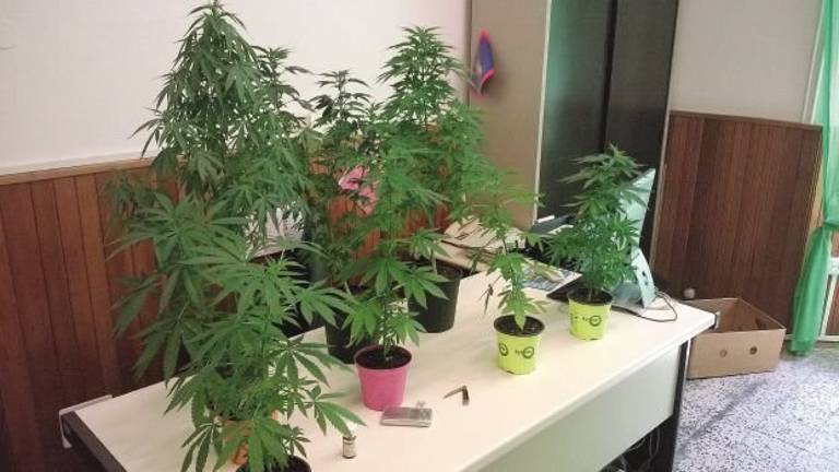 Rimini, il figlio coltiva marijuana in casa, a processo anche i genitori: assolti Rimini, il figlio coltiva marijuana in casa, a processo anche i genitori: assolti