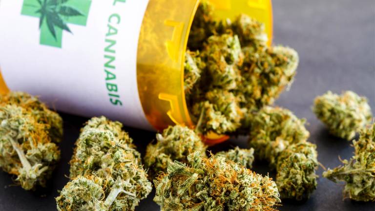 Stretta sulla Cannabis. Cia-Agricoltori: «Se ne va in fumo la filiera dei produttori della canapa legale» Stretta sulla Cannabis. Cia-Agricoltori: «Se ne va in fumo la filiera dei produttori della canapa legale»