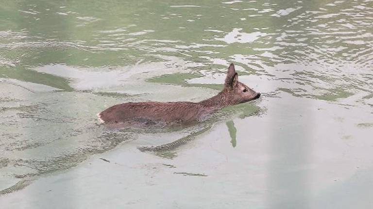 Invaso di Roversano: di nuovo un capriolo finito dentro l'acqua Invaso di Roversano: di nuovo un capriolo finito dentro l'acqua