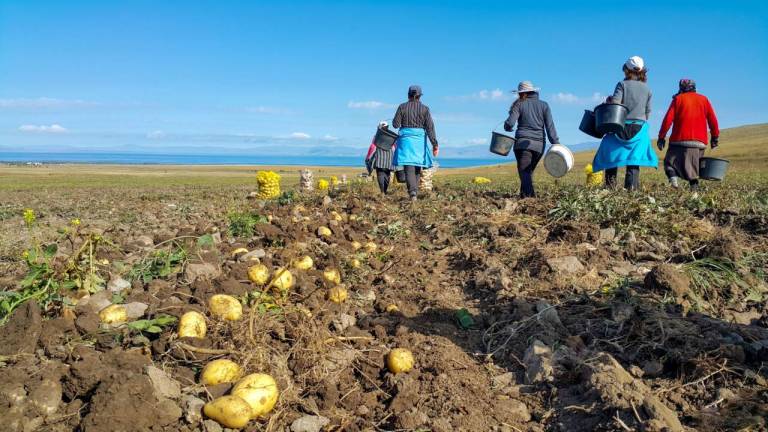 Siccità e insetti mettono in difficoltà le patate: la Regione si mobilita Siccità e insetti mettono in difficoltà le patate: la Regione si mobilita