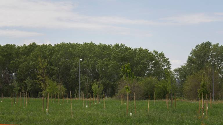 Cesena, bosco urbano: 5.900 piante messe a dimora Cesena, bosco urbano: 5.900 piante messe a dimora