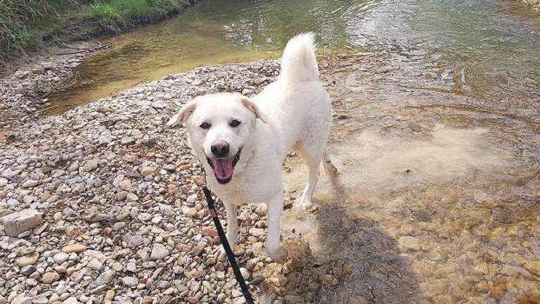 Caldo torrido, al canile di Rimini bagno in piscina per gli animali Caldo torrido, al canile di Rimini bagno in piscina per gli animali