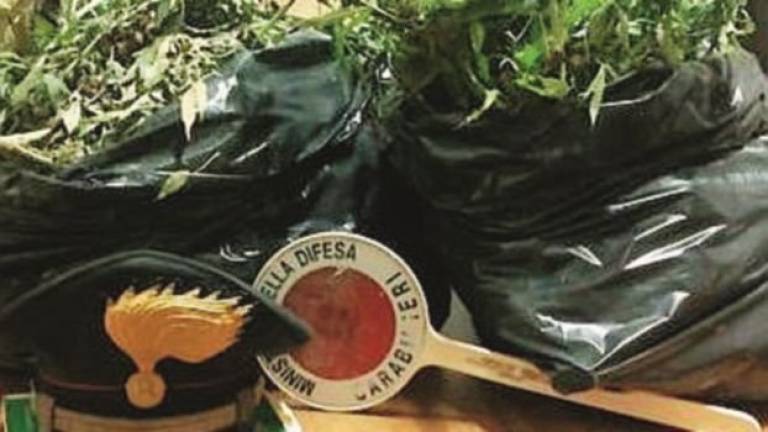 Predappio, coltivatore legale di canapa nei guai per l’hashish Predappio, coltivatore legale di canapa nei guai per l’hashish