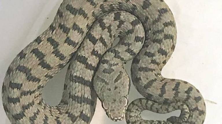 Morso dalla vipera per difendere i gatti, 45enne di Cesena all'ospedale Morso dalla vipera per difendere i gatti, 45enne di Cesena all'ospedale