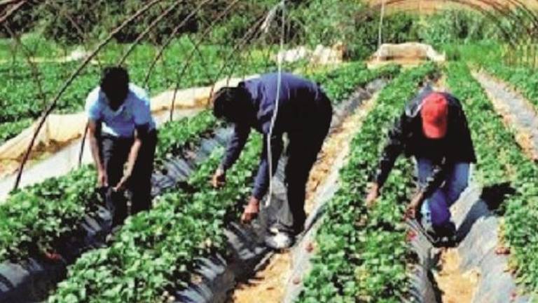 I lavoratori agricoli incrociano le braccia I lavoratori agricoli incrociano le braccia