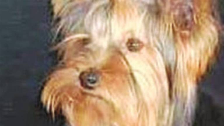 Cagnolino picchiato e ferito a Faenza, la vicina chiama il 112 Cagnolino picchiato e ferito a Faenza, la vicina chiama il 112