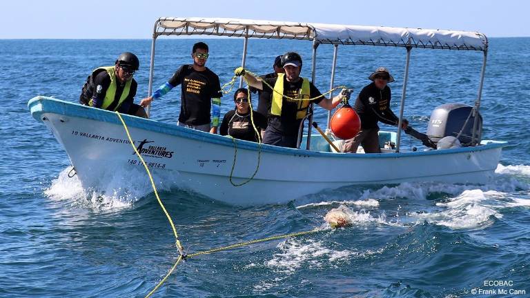 Riccionese salva una balena megattera in Messico Riccionese salva una balena megattera in Messico