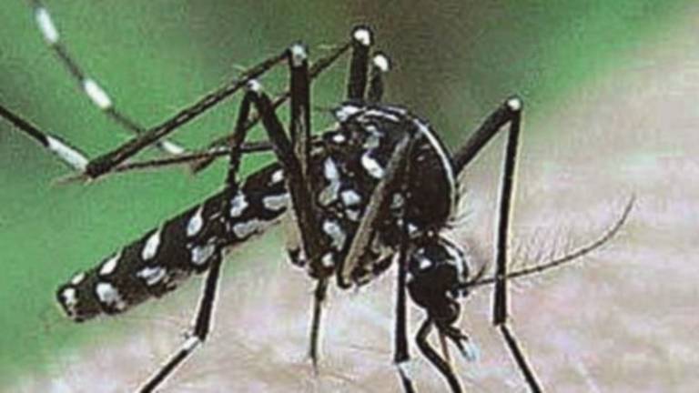 Un caso sospetto di Zika a Cesena: 45enne ricoverato al Bufalini Un caso sospetto di Zika a Cesena: 45enne ricoverato al Bufalini