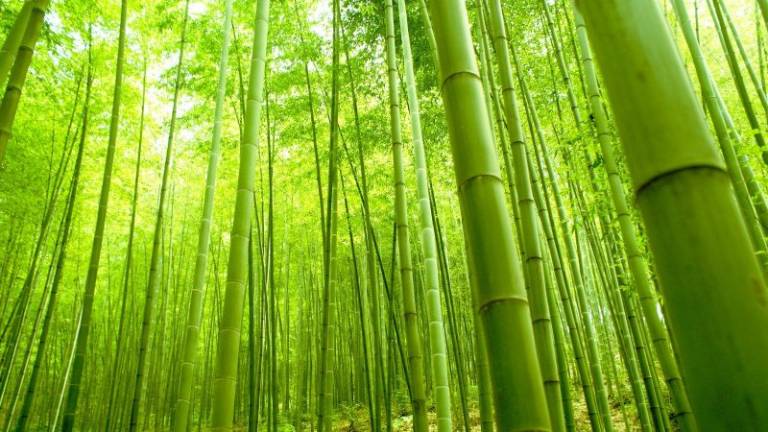 Convegno a Rimini: la Co2 si può ridurre con il bamboo Convegno a Rimini: la Co2 si può ridurre con il bamboo