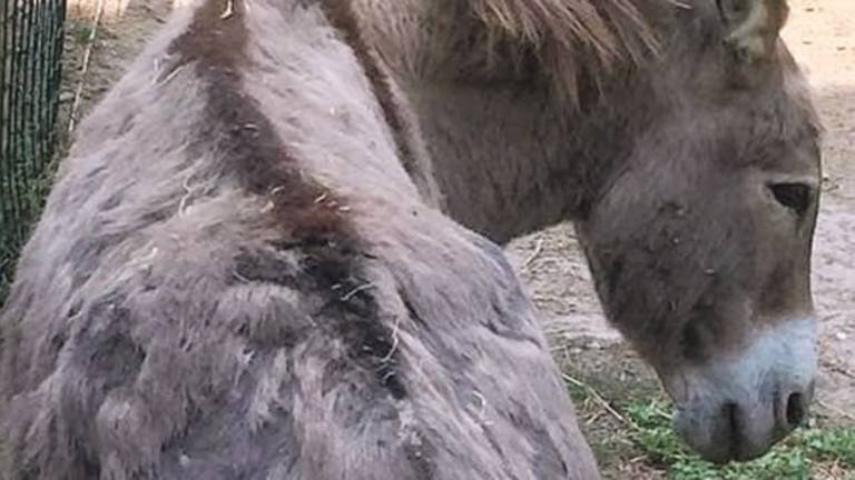 Animali malmessi al Parco naturale. «Sono vecchi e feriti e li curiamo» Animali malmessi al Parco naturale. «Sono vecchi e feriti e li curiamo»