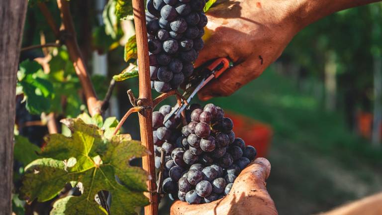 Ravenna, extracomunitari e lavoro nero in agricoltura: multe per 11mila euro Ravenna, extracomunitari e lavoro nero in agricoltura: multe per 11mila euro
