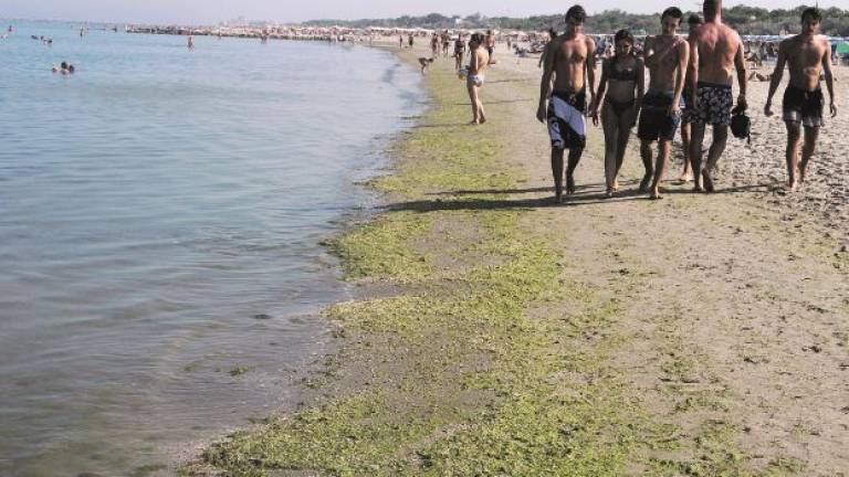 Contro la marea verde sul litorale di Ravenna i trattori di Hera. «Valuteremo pulizie extra» Contro la marea verde sul litorale di Ravenna i trattori di Hera. «Valuteremo pulizie extra»