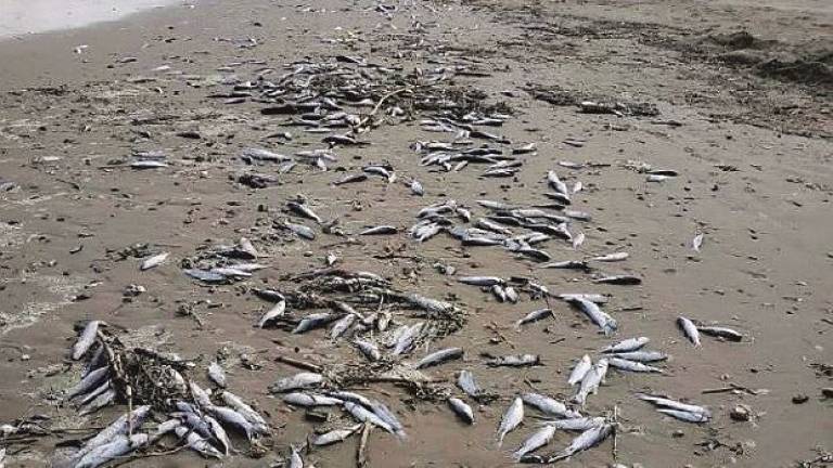 Strana morìa di cefali spiaggiati a centinaia lungo tutta la costa a Cattolica Strana morìa di cefali spiaggiati a centinaia lungo tutta la costa a Cattolica