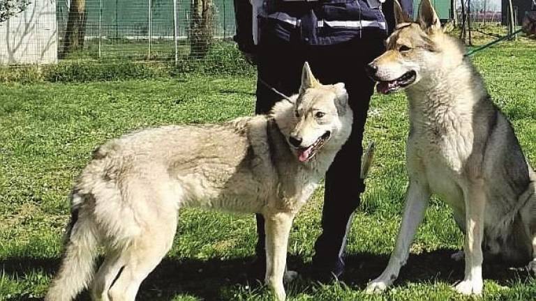 Proprietario di lupi cecoslovacchi di Faenza condannato per maltrattamenti Proprietario di lupi cecoslovacchi di Faenza condannato per maltrattamenti