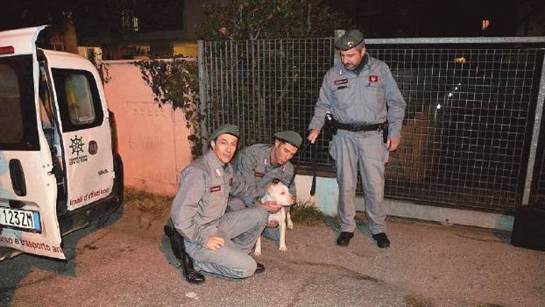 Nascose il cane alla giustizia, altri sei mesi per Tavares Nascose il cane alla giustizia, altri sei mesi per Tavares