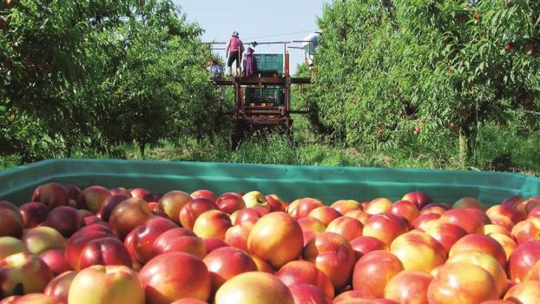 Meno superfici con pesche e nettarine, in Romagna aumentano gli albicocchi Meno superfici con pesche e nettarine, in Romagna aumentano gli albicocchi