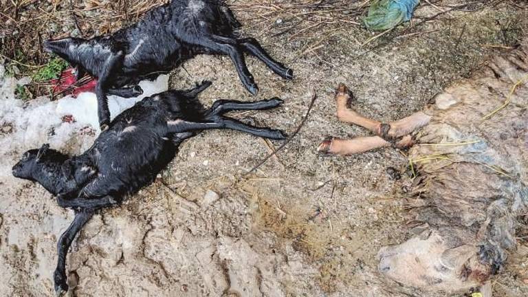 Sogliano, l'attacco dei lupi uccide 2 pecore e 9 agnellini in azienda agricola Sogliano, l'attacco dei lupi uccide 2 pecore e 9 agnellini in azienda agricola